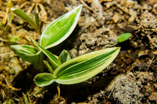 Joven dracaena rayas planta que crece en el jardín —  Fotos de Stock