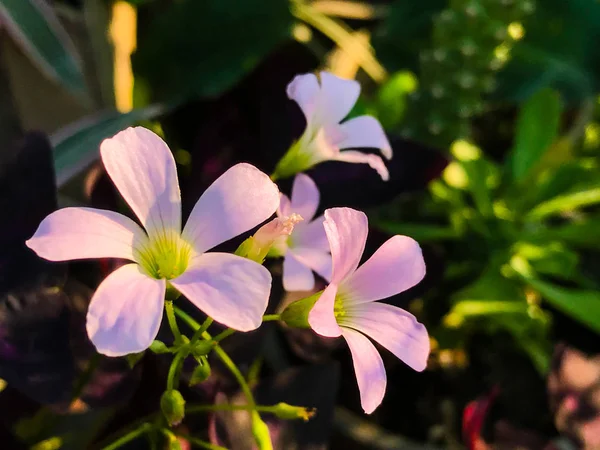 Belle fleur fleurissant dans le jardin — Photo