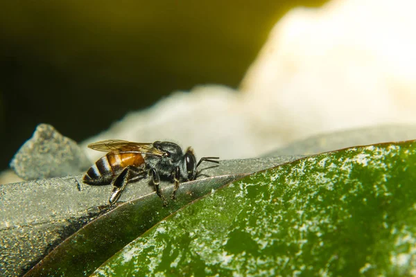 Blízko včela do zahrady — Stock fotografie
