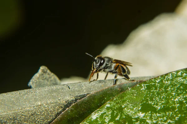 Κοντά στη μέλισσα στον κήπο — Φωτογραφία Αρχείου
