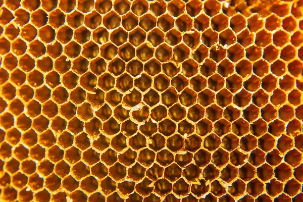 Close-up van honingraat Bee Home Rechtenvrije Stockfoto's
