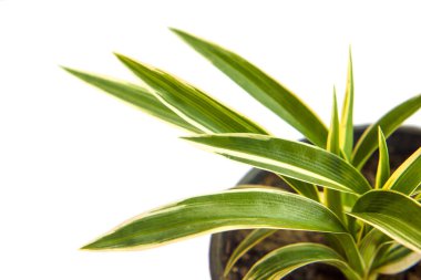 Beyaz arka plan üzerinde çizgili Dracaena bitki