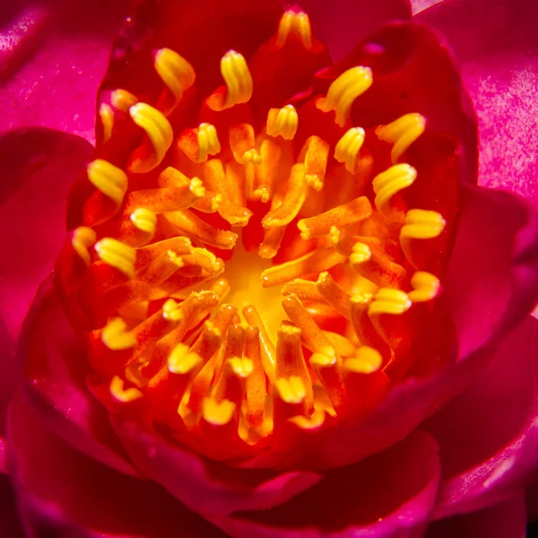 Part of beautiful lotus flower Ellisiana or Tubtim Siam Water Li — Stock Photo, Image