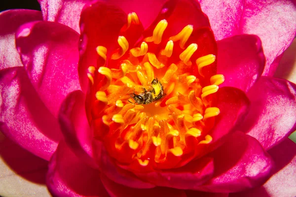 Часть красивого цветка лотоса Ell:or Tubtim Siam Water Li — стоковое фото