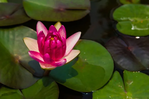 Hermosa flor de loto Ellisiana o Tubtim Siam flor de lirio de agua — Foto de Stock