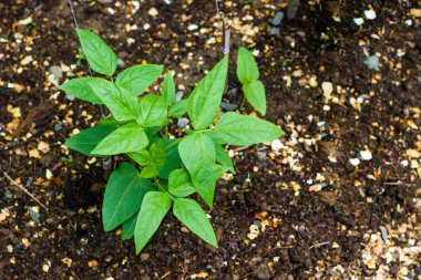 Toprakta büyüyen genç uzun fasulye