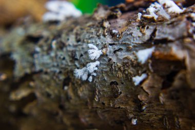 kalıp ile bir ağaç kütüğü yakın