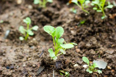 Çin lahanası. sebze bahçesi yetiştiriciliği ve ayrı e