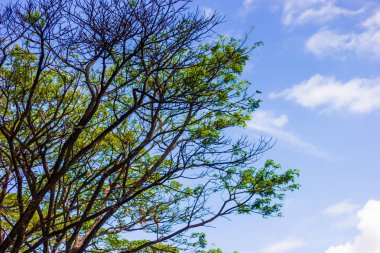bahar orman ağaçlarının yeşil dalları mavi gökyüzüne uzanır 