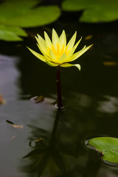 Fleur jaune de nénuphar ou de lotus fleurissant sur l'étang — Photo