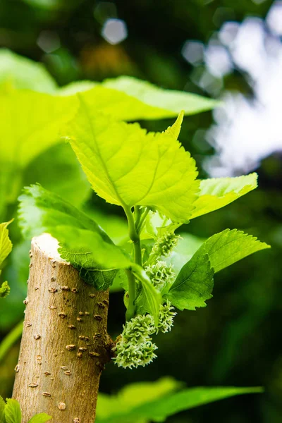 Молодий шовковиці плід вирощування на дереві — стокове фото