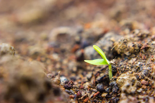 Een jonge komkommer die op de grond groeit — Stockfoto