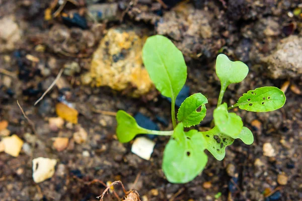 大白菜。菜园栽培和分离 — 图库照片