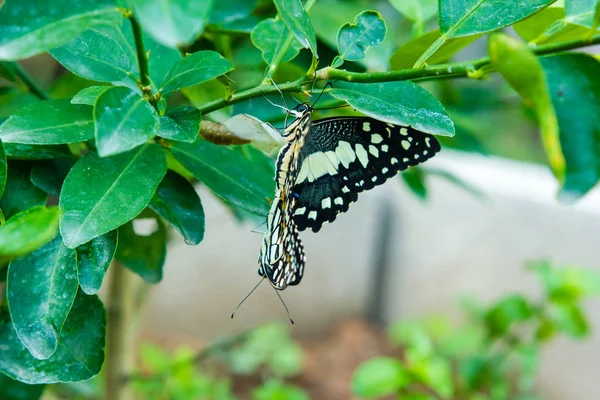 Les papillons se reproduisent sur des feuilles vertes dans le jardin — Photo