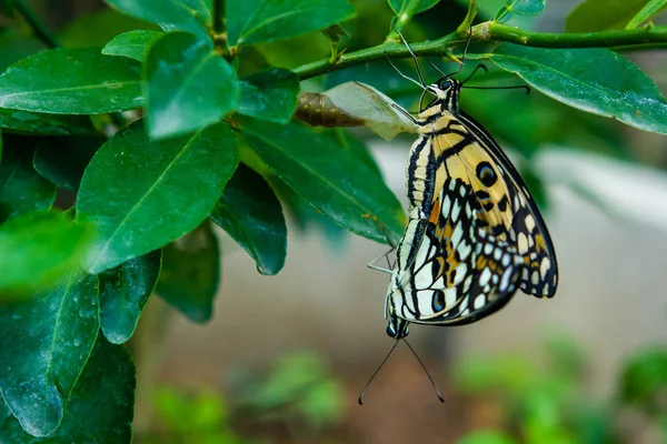 Бабочки размножаются на зеленых листьях в саду — стоковое фото