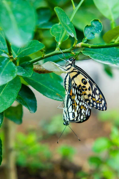 Бабочки размножаются на зеленых листьях в саду — стоковое фото