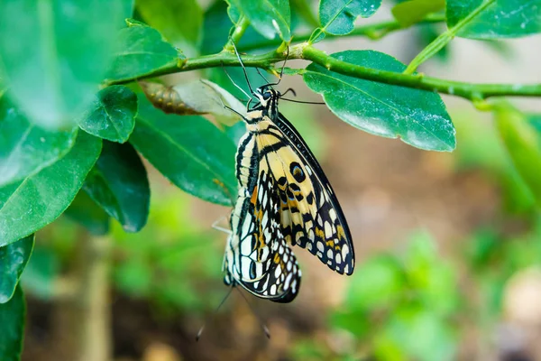 Borboletas estão se reproduzindo em folhas verdes no jardim — Fotografia de Stock