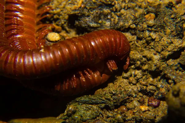 Macro Photography of Millipede on forest floor — Stock Photo, Image