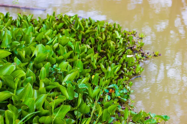 Daun Hyacinth air tumbuh dalam air — Stok Foto