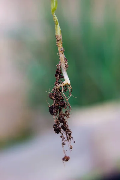 Las raíces de la planta del pepino —  Fotos de Stock