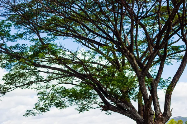 Ramas verdes de árboles de bosque de primavera se extienden al cielo azul en — Foto de Stock