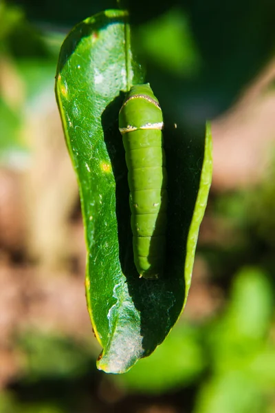 Caterpillar worm on leaf in garden — Stock Photo, Image