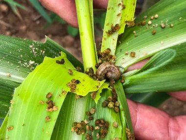 mısır yaprağı üzerinde orak spodoptera tutumlu. Mısır yaprakları da