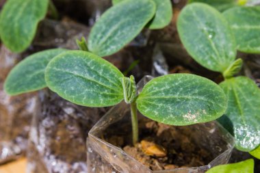 Genç bir kabak bitkisi toprakta topraktan yetişir. Büyüyen seedlin