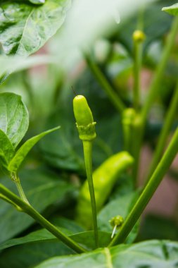 Yaprakları agricultura ile ağaç üzerinde büyüyen yeşil biber