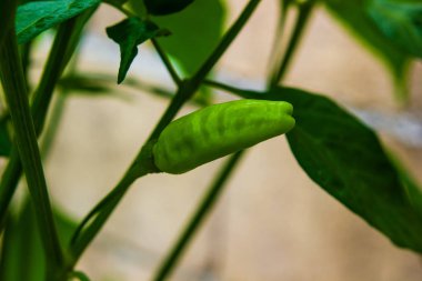 Yaprakları agricultura ile ağaç üzerinde büyüyen yeşil biber