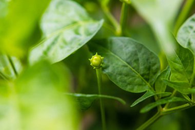 Yaprakları agricultura ile ağaç üzerinde büyüyen yeşil biber