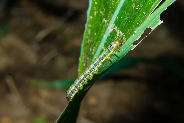 Fall armyworm Spodoptera frugiperda på majs blad. Majs blad da — Stockfoto