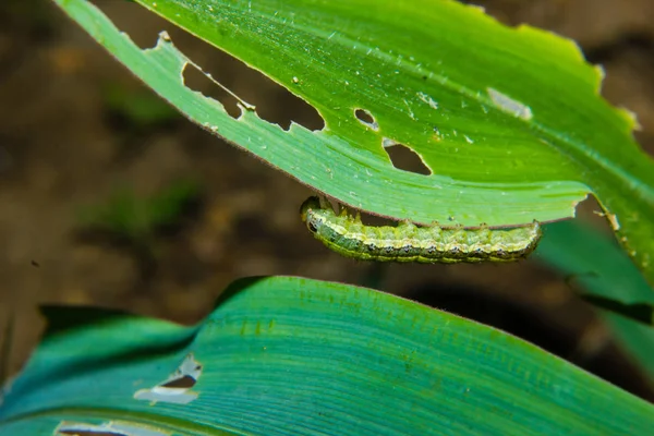 Gusano cogollero Spodoptera frugiperda en la hoja de maíz. Hojas de maíz da — Foto de Stock