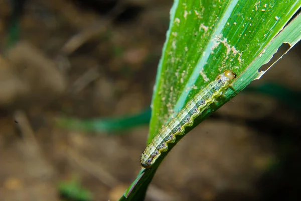 Fall armyworm Spodoptera frugiperda på majs blad. Majs blad da — Stockfoto