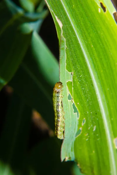 Gusano cogollero Spodoptera frugiperda en la hoja de maíz. Hojas de maíz da —  Fotos de Stock