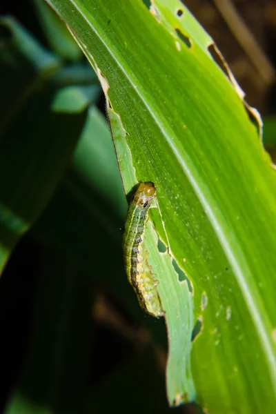 Fall armyworm Spodoptera frugiperda på majs blad. Majs blad da — Stockfoto