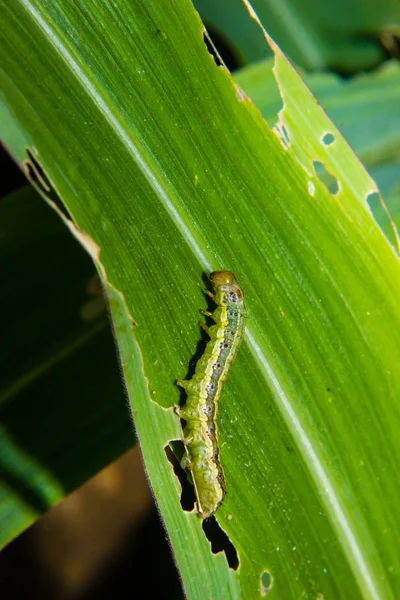 Gusano cogollero Spodoptera frugiperda en la hoja de maíz. Hojas de maíz da — Foto de Stock