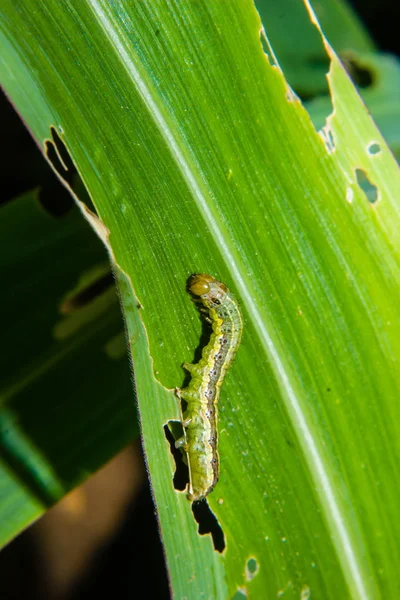 Vers bleus d'automne Spodoptera frugiperda sur la feuille de maïs. Feuilles de maïs da — Photo