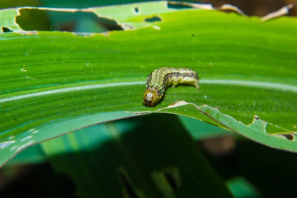 Queda aryworm Spodoptera frugiperda na folha de milho. Folhas de milho da — Fotografia de Stock