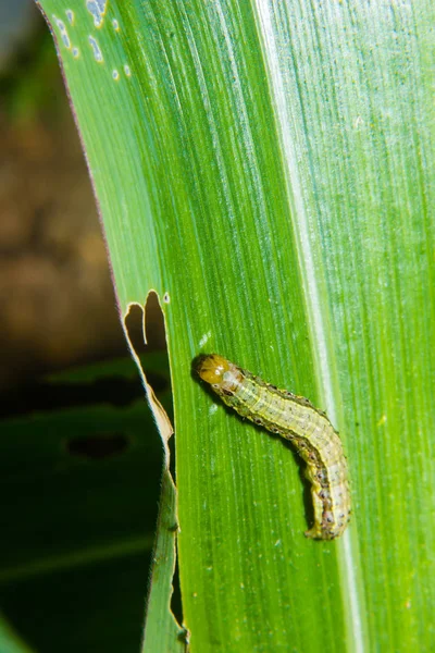 Gusano cogollero Spodoptera frugiperda en la hoja de maíz. Hojas de maíz da — Foto de Stock