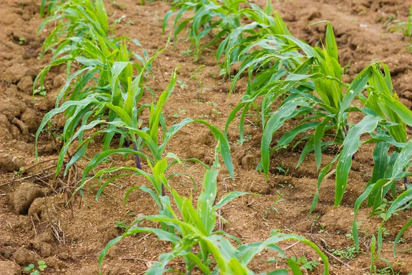 Maisblatt durch Insekt und Wurm beschädigt, Maisblatt durch Sturz beschädigt — Stockfoto