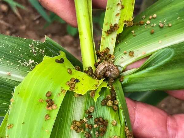 mısır yaprağı üzerinde orak spodoptera tutumlu. Mısır yaprakları da