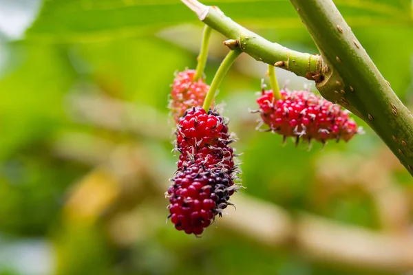 Frutas frescas de amoreira na árvore, amoras vermelhas maduras na farelo — Fotografia de Stock