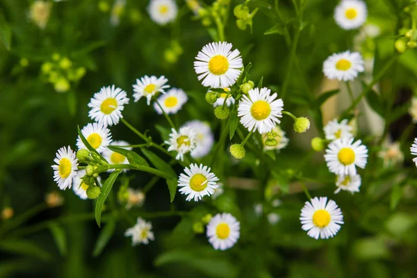 Petite marguerite blanche fleurissant dans la prairie — Photo