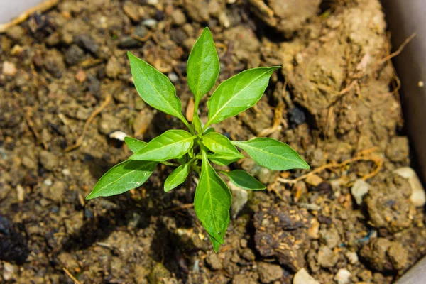 Close-up van jonge Chili peper boom met verse groene bladeren — Stockfoto