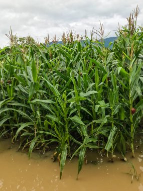 Mısır bitkileri bir alan üzerinde hasar sonra şiddetli yağmur sular altında