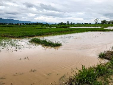 Tarım Pirinç tarlası sağanak yağış sonrasında hasar gördü