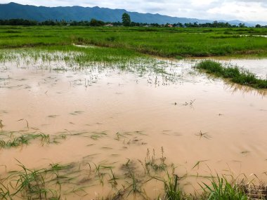 Tarım Pirinç tarlası sağanak yağış sonrasında hasar gördü