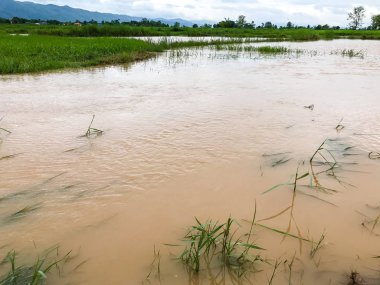 Tarım Pirinç tarlası sağanak yağış sonrasında hasar gördü