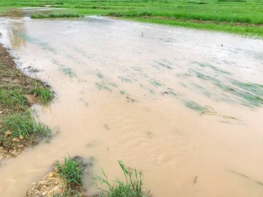 Tarım Pirinç tarlası sağanak yağış sonrasında hasar gördü